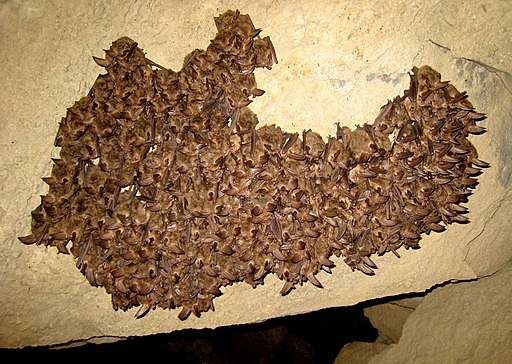 Een groep vleermuizen in winterslaap