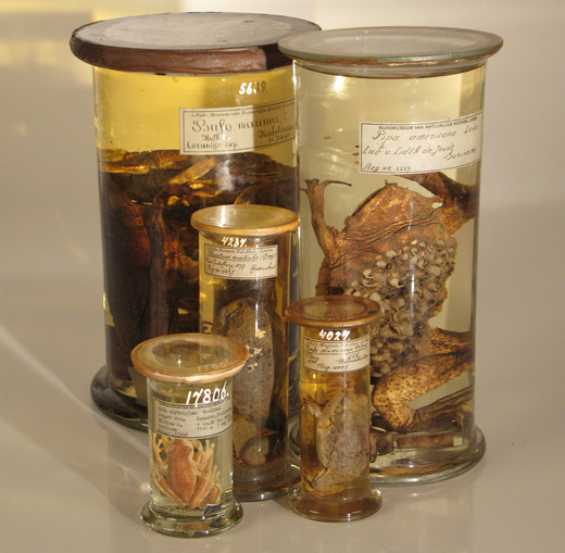 Amfibieën in de collectie van Naturalis