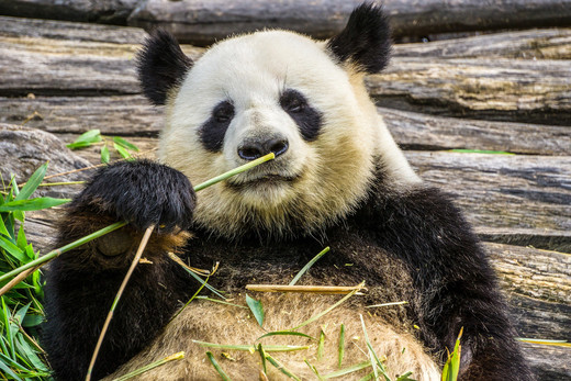 Een reuzenpanda die bamboe eet.