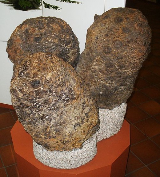 Drie fossiele stammen van Cycadeoidea