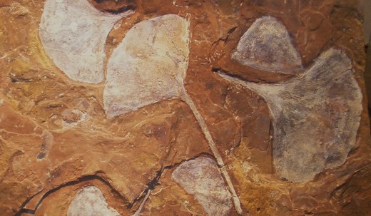 Fossiele ginkgo