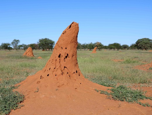Krom en puntige termietenheuvel.