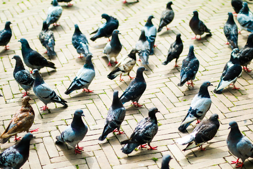Een variatie aan duiven in Amsterdam.