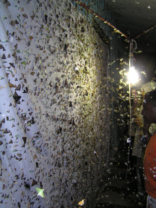 Binnen enkele seconden zitten er honderden insecten op het witte doek.