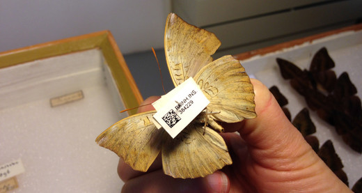 Vlinder met een modern etiket
