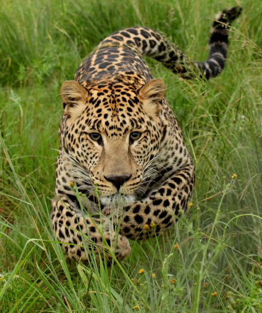 Het skelet van de luipaard (Panthera pardus) moet in orde zijn zodat hij goed kan rennen.