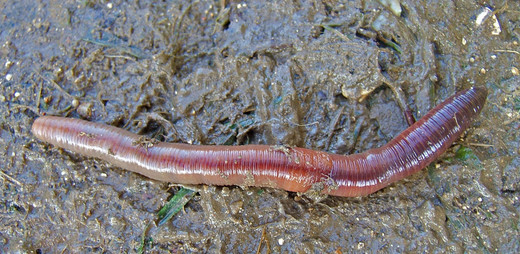 Een gewone regenworm