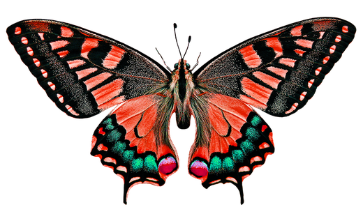 De vleugels van de vlinder zijn veel groter dan de rest van zijn lichaam en hebben allerlei mooie kleuren en patronen