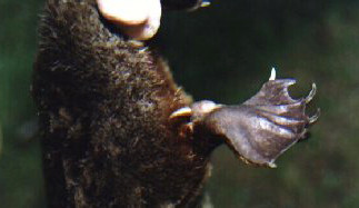Eén van de giftige sporen op de achterpoten van een mannetjesvogelbekdier.
