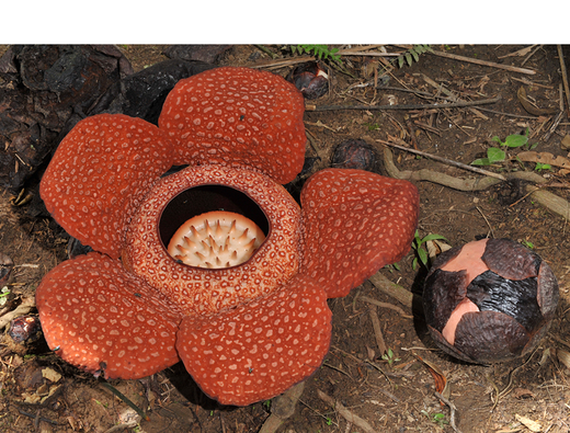 De Rafflesia groeit in Azië. Wanneer deze parasiet bloeit, verspreidt hij de geur van rottend vlees om bestuivers (vliegen) aan te trekken.