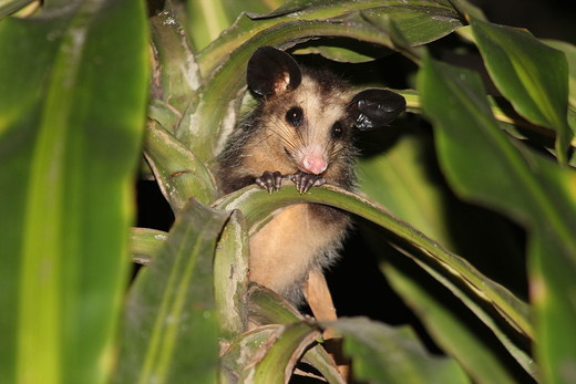 Met zijn grote oren hoort de grootooropossum de zachtste geluiden in het pikkedonker. 