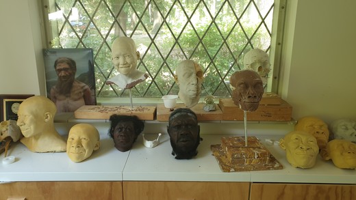 Enkele afgietsels van hoofden van vroege mensachtigen en mensen, gemaakt door de broers Kennis