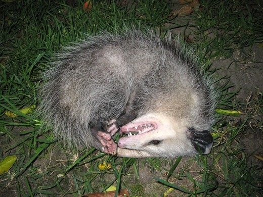 Verstijfd, met opgetrokken lippen, half open ogen en een rottende stank lijkt de opossum écht dood.