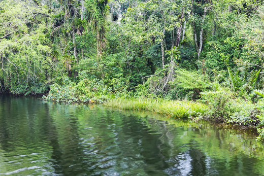 Oever van de Amazone, waar de spatzalm leeft.