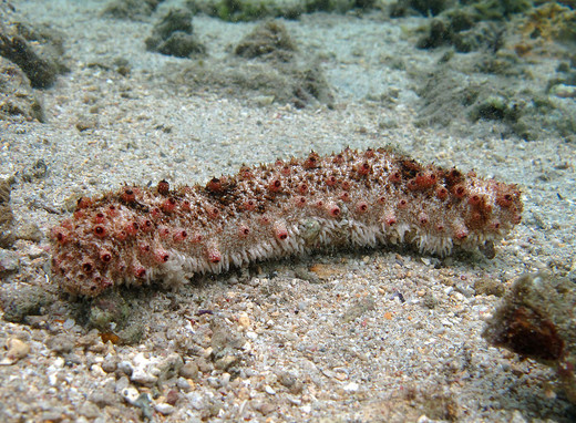 Een zeekomkommer (Holothuria pervicax) als gastheer.