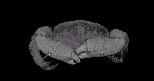 3D-scan van een Nederlands erwtenkrabbetje.