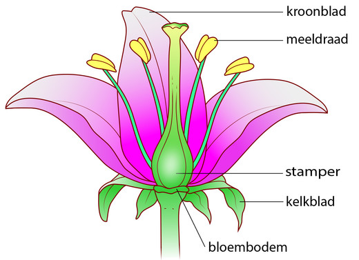 Het bouwplan van een bloem met kroonbladen, meeldraden, een stamper en kelkbladen op de bloembodem.