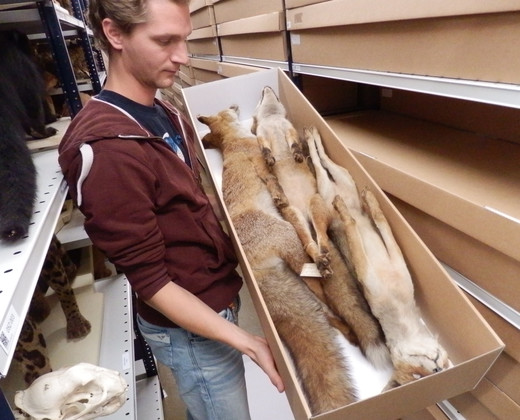 Collectiebeheerder Pepijn Kamminga met balgen van vossen.