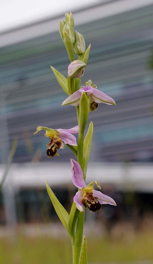 De zeldzame bijenorchis groeit tegenwoordig ook in de stad, vlakbij Naturalis! 