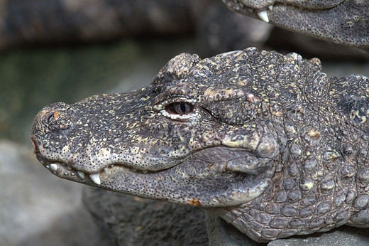 Een Chinese alligator (Alligator sinensis)