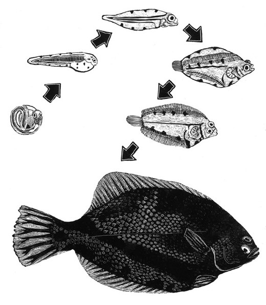 De metamorfose van een platvis.
