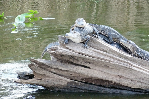 Alligators zijn dol op zonnen.
