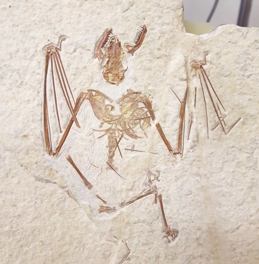 Een zeldzaam fossiel van een vleermuis uit Noord-Amerika. 