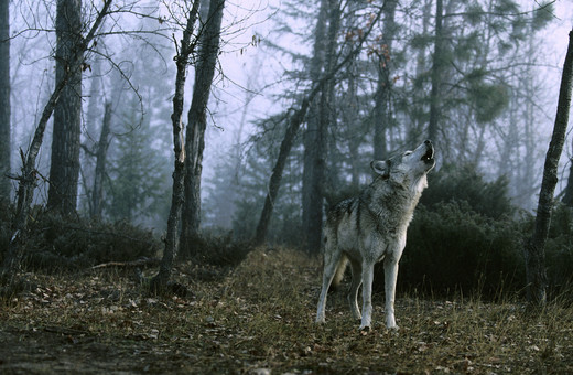 Wolf in het bos
