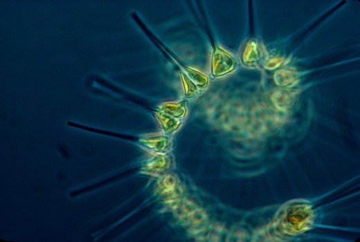Fytoplankton onder de microscoop