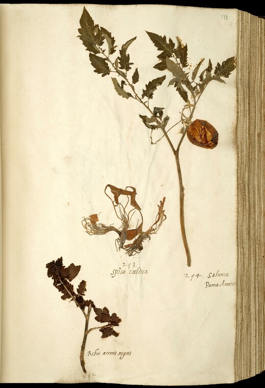 Een herbariumvel van de tomatenplant uit het en tibi herbarium 