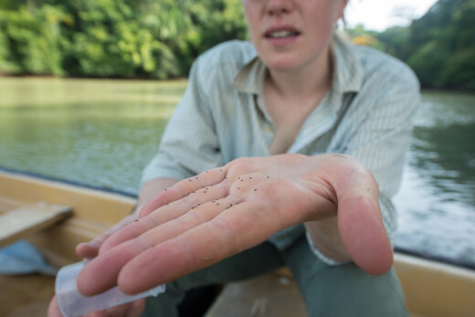 Aafke op de boot in Panama met kleine vijgenwespen op haar hand