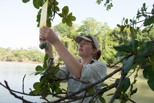 Aafke inspecteert een plakstrip die in de vijgenboom hangt op expeditie in Panama