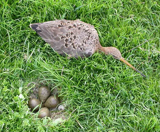Een grutto naast haar eieren in het gras
