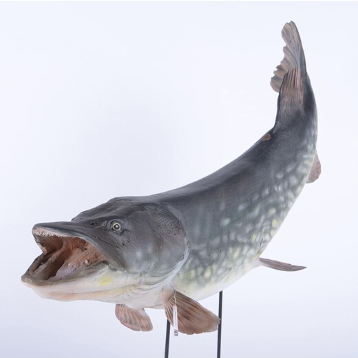 Een model van een snoek (roofvis)