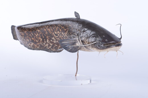Een model van een Europese meerval (roofvis)