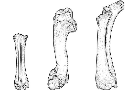Lange, buisvormige botten, zoals de ellepijp en het opperarmbeen.