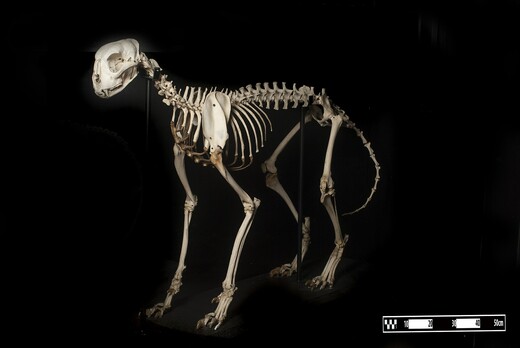 Het jachtluipaard heeft dunne, flexibele botten