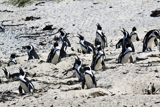 Pinguïn beschermen hun nesten