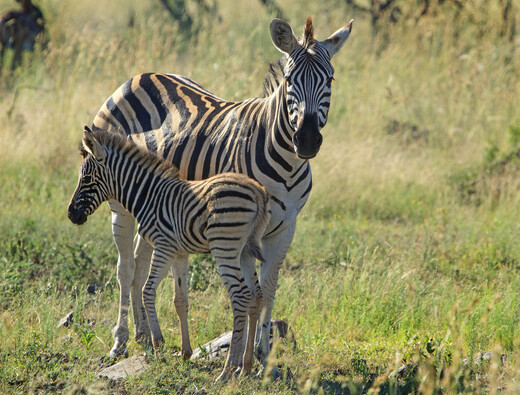 Zie je dat de benen van het jonge zebra vrijwel even lang zijn als die van zijn moeder?