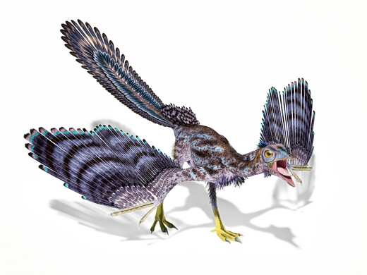 Zo zou archaeopteryx er uitgezien hebben. Met veren zoals vogels en klauwen en tanden zoals dino’s.