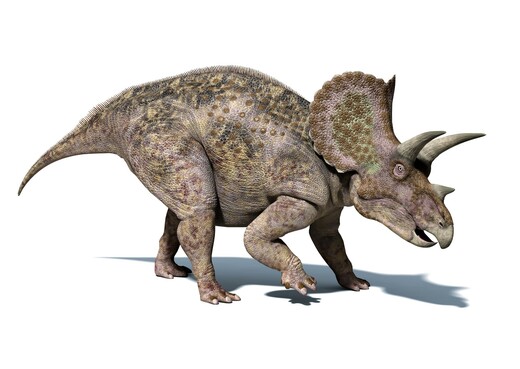 Een reconstructie van Triceratops.