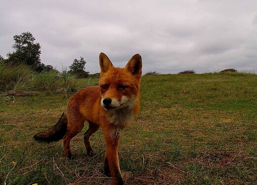 Een vos die is vastgelegd door een Wildlife-camera