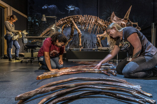 Yasmin Grooters en Hanneke Jacobs in de weer met 3D-geprinte botten van Triceratops horridus