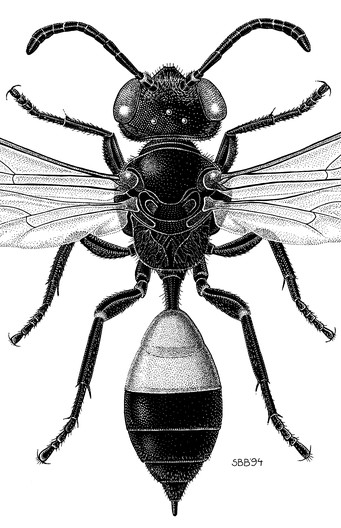 Siberische cicadendoder