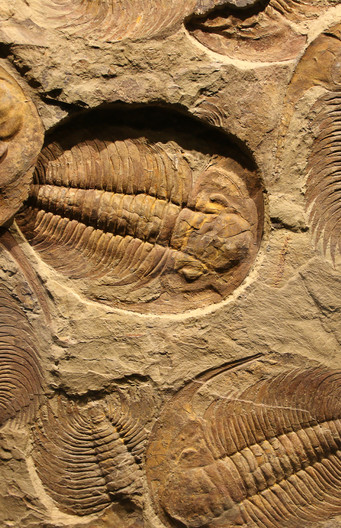 Trilobieten