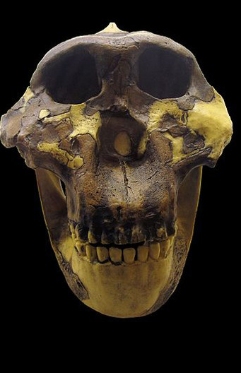 Paranthropus bosei schedel