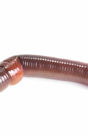 Regenworm (Lumbricus terrestris) 