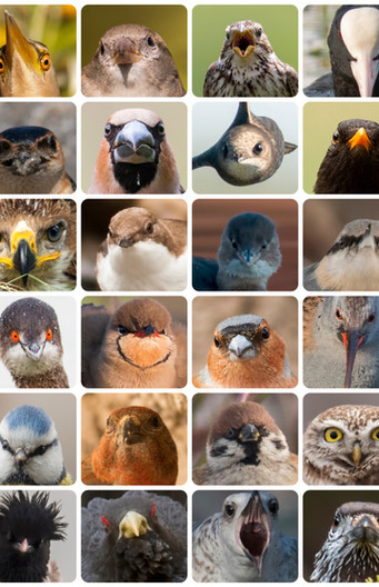 Gezichten van vogels