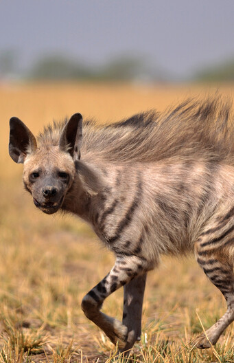 Een gestreepte hyena op pad