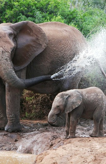 Dit olifantenjong krijgt een heerlijke douche